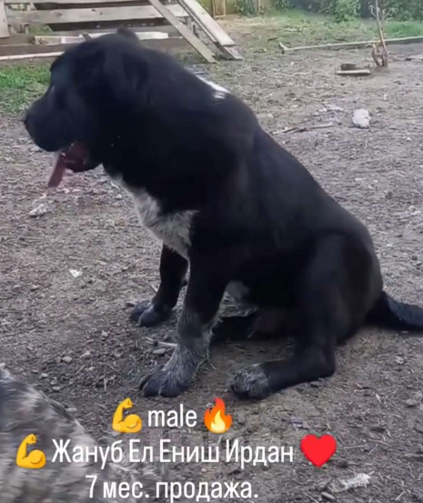Собаки в Майкопе: Ждём семью для черного щенка туркменского алабая Мальчик, 50 000 руб. - фото 5