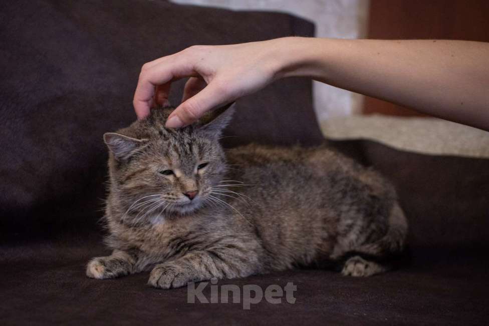 Кошки в Москве: Кошечка Лада в добрые руки Девочка, Бесплатно - фото 5