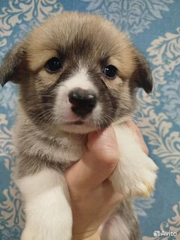 Продаются щенки вельш корги