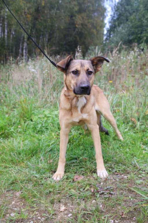 Собаки в Москве: Яся, скромная собака Девочка, Бесплатно - фото 3