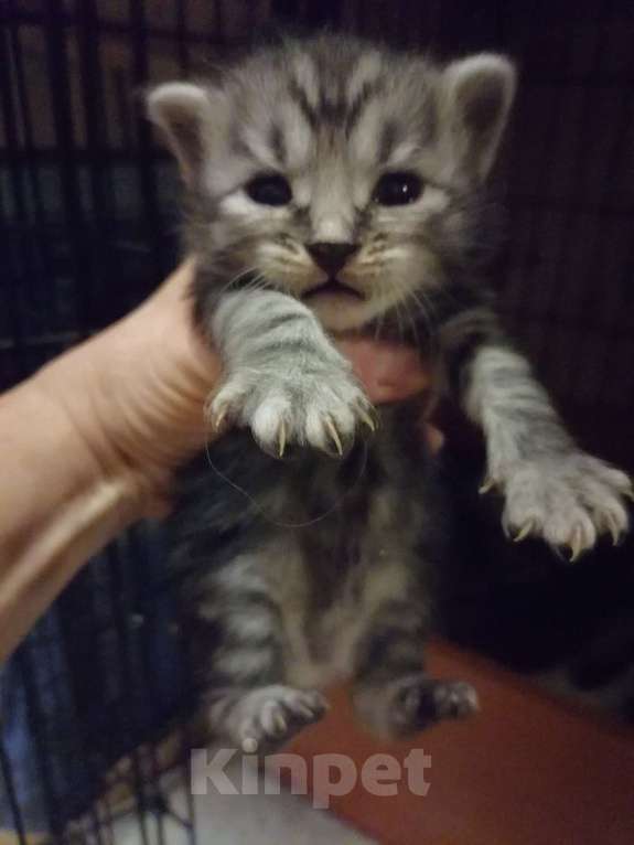 Кошки в Калуге: Курильские бобтейлы Мальчик, 50 000 руб. - фото 3