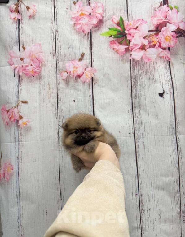 Собаки в Москве: Великолепный мальчик Мальчик, 25 000 руб. - фото 1