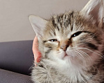 Кошки в Химках: Котёнок-девочка Девочка, 1 500 руб. - фото 2