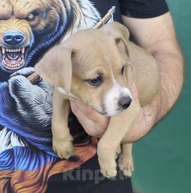 Собаки в Пушкино: щенок стаффордширского терьера Мальчик, 80 000 руб. - фото 2