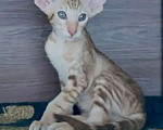 Кошки в Перми: ориентальный котенок Мальчик, 80 000 руб. - фото 1