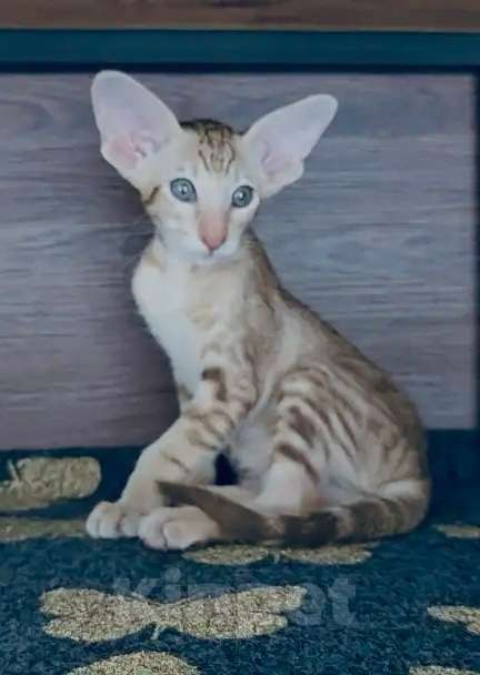 Кошки в Перми: ориентальный котенок Мальчик, 80 000 руб. - фото 1
