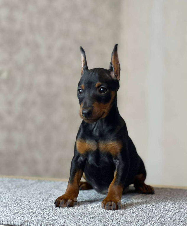 Собаки в Санкт-Петербурге: Цвергпинчер - классный щенок Мальчик, 70 000 руб. - фото 1