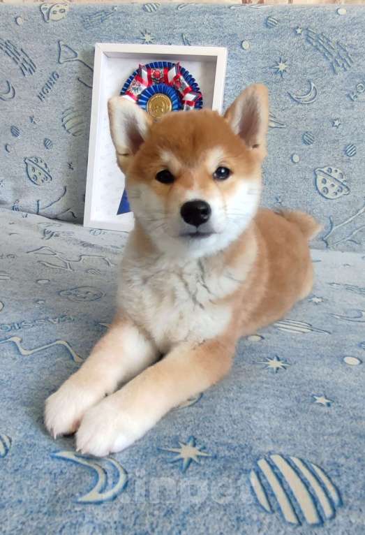 Собаки в Стерлитамаке: Щенки сиба-ину Девочка, 40 000 руб. - фото 4