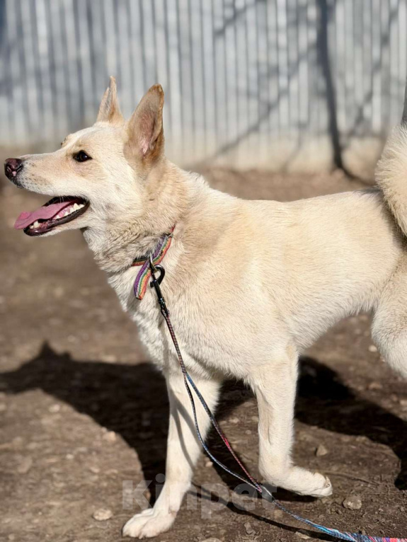 Собаки в Москве: Если бы в мире собак существовала своя Мэрилин Монро — это была бы она Девочка, Бесплатно - фото 4