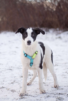 Всегда позитивный Джонас в поисках заботливой семьи