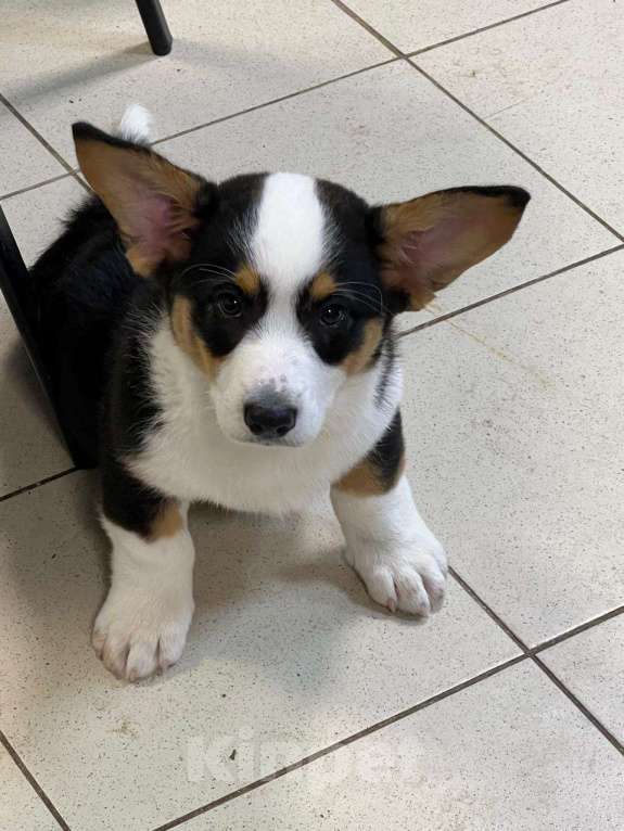 Собаки в Москве: Щенок Вельш-Корги-Кардиган Мальчик, 45 000 руб. - фото 3