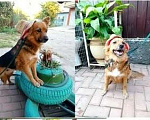 Собаки в Краснодаре: Найда  Девочка, 1 руб. - фото 2