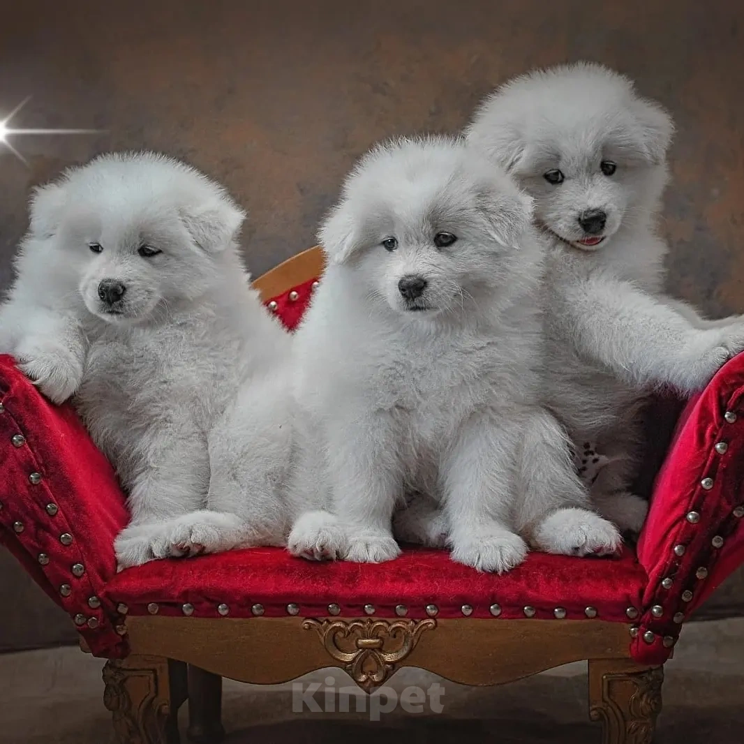 Собаки в Перми: Малыши самоеда Мальчик, 45 000 руб. - фото 1