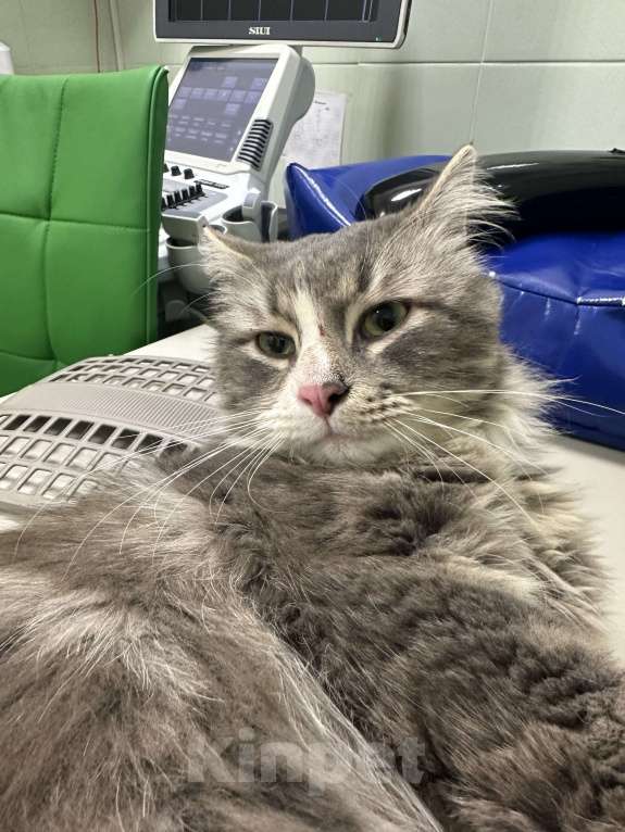 Кошки в Казани: 4,5 кг ПУШИСТОГО СЧАСТЬЯ В ЛЮБЯЩУЮ СЕМЬЮ. Мальчик, Бесплатно - фото 4