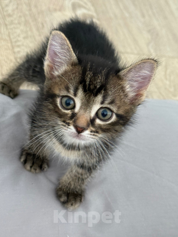 Кошки в Химках: Котенок в добрые руки Мальчик, Бесплатно - фото 1