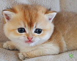 Кошки в Дмитровске: Британские котята золотая шиншилла, 20 000 руб. - фото 7