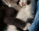 Кошки в Москве: Черно-белый котенок девочка Шанти, 4 месяца Девочка, Бесплатно - фото 10