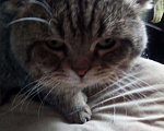 Кошки в Арзамасе: золотой табби кот, 1 500 руб. - фото 4