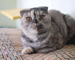 Кошки в Советске (Калининградская область): Кошечка в добрые руки!, 500 руб. - фото 1