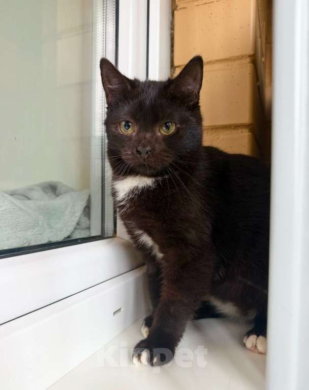 Кошки в Москве: Ласковый котёнок Кнопик в добрые руки Мальчик, Бесплатно - фото 3