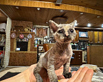 Кошки в Москве: Продаю котенка сфинкса 😻 Девочка, 10 000 руб. - фото 7