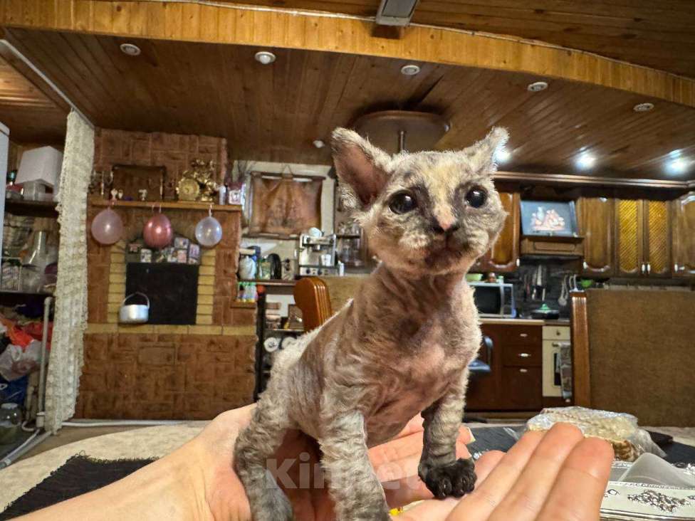 Кошки в Москве: Продаю котенка сфинкса 😻 Девочка, 10 000 руб. - фото 7