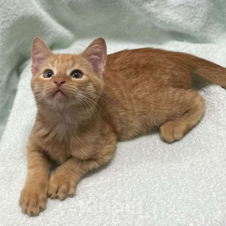 Кошки в Москве: Рыжий котенок в добрые руки  Мальчик, Бесплатно - фото 3