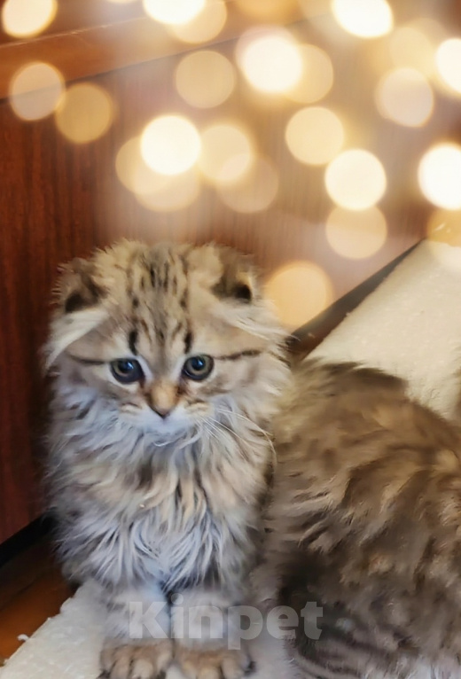 Кошки в Твери: Шотландские котята Скотишь Фолд и Скотишь Страйт Мальчик, Бесплатно - фото 1