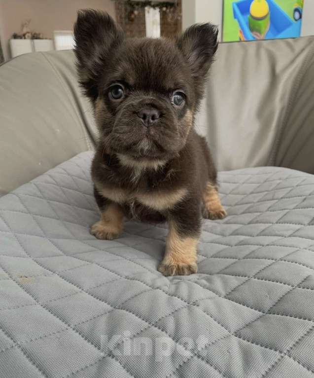 Собаки в Санкт-Петербурге: Длинношерстный фр. Бульдог Мальчик, 60 000 руб. - фото 3