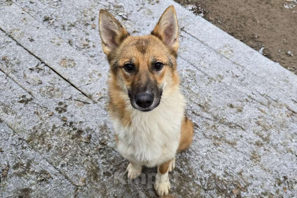 Собаки в Клине: Кешью — трепетная девочка скучает в приюте без своего человека Девочка, Бесплатно - фото 1