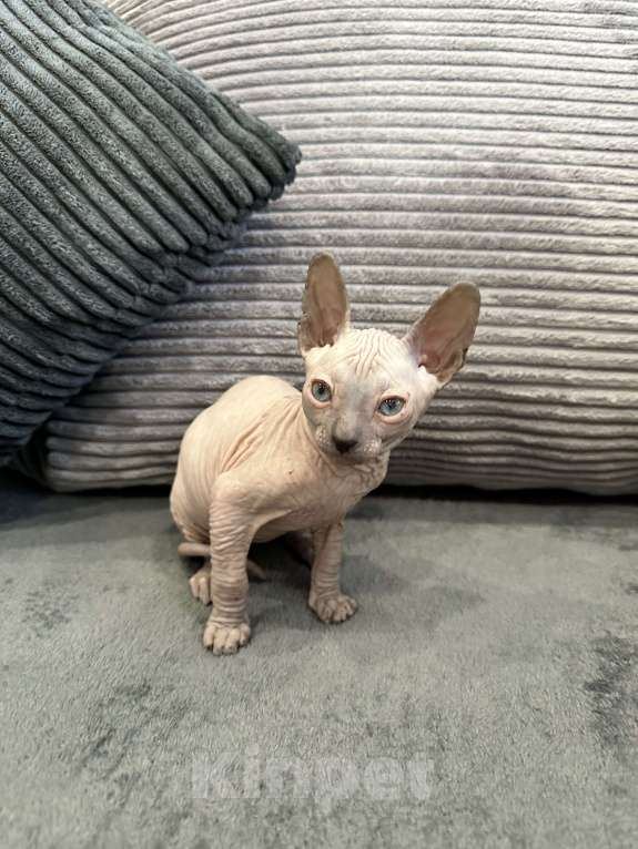 Кошки в Казани: Донской сфинкс котята Разнополые, 25 000 руб. - фото 2