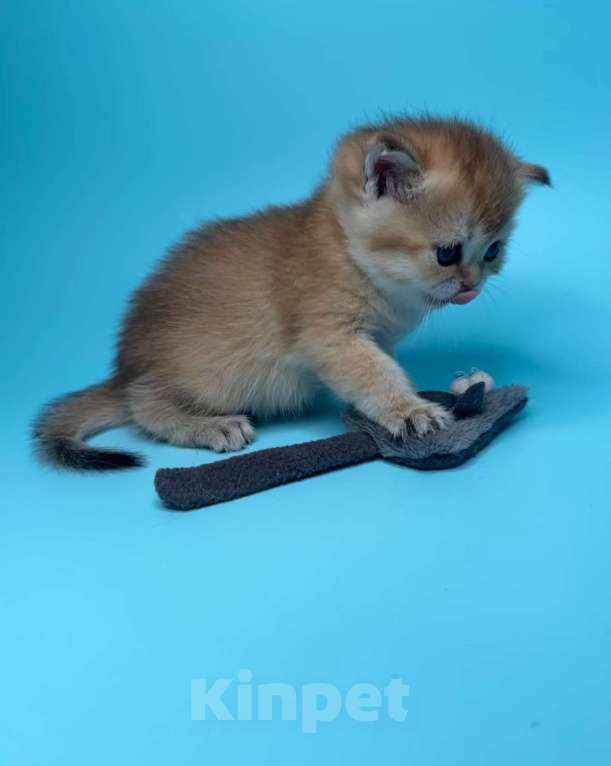 Кошки в других городах Московской области: Новогодние золотые шиншиллы Девочка, 40 000 руб. - фото 1