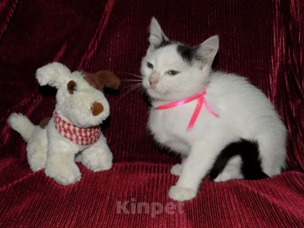 Кошки в Москве: Турецкий ван, котята Мальчик, 15 000 руб. - фото 7