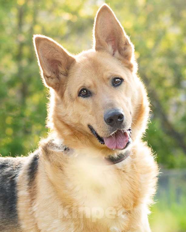 Собаки в Москве: Лорд ищет дом Мальчик, Бесплатно - фото 7