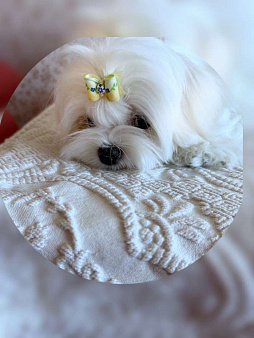 Мальтезе . Девочка .