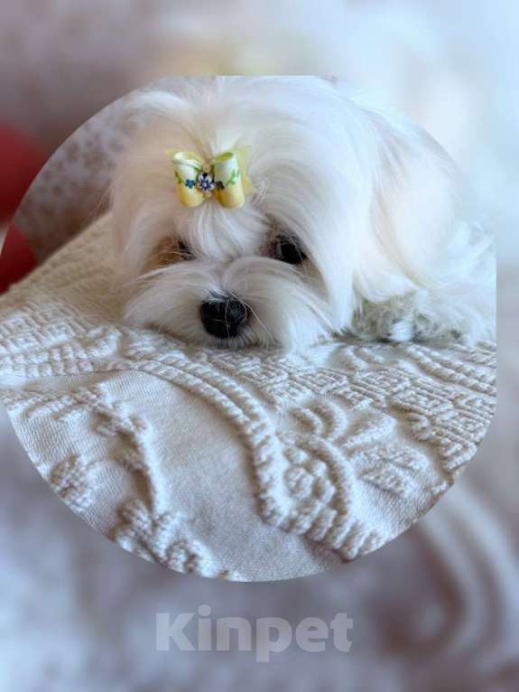 Собаки в Екатеринбурге: Мальтезе . Девочка . Девочка, Бесплатно - фото 1