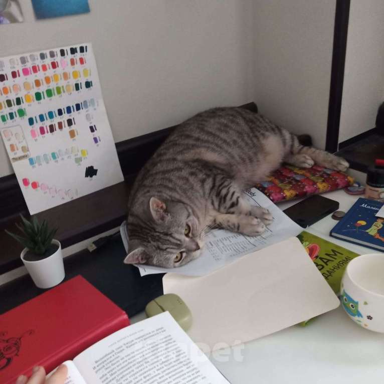 Кошки в Стерлитамаке: Ваш будущий кот Мальчик, Бесплатно - фото 5