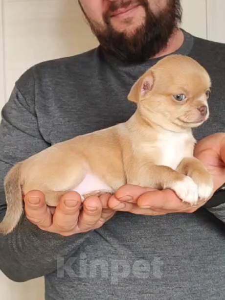 Собаки в Саратове: Шенок Чихуахуа девочка Девочка, 50 000 руб. - фото 4