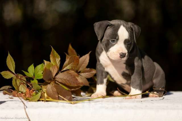 Собаки в других городах Московской области: Мальчик булли голубой Мальчик, 160 000 руб. - фото 1