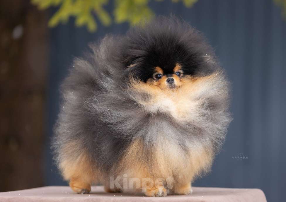 Собаки в Москве: Щенки шпица малые Мальчик, 40 000 руб. - фото 8