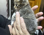 Кошки в Твери: Котята мейн-кун Девочка, 1 500 руб. - фото 1