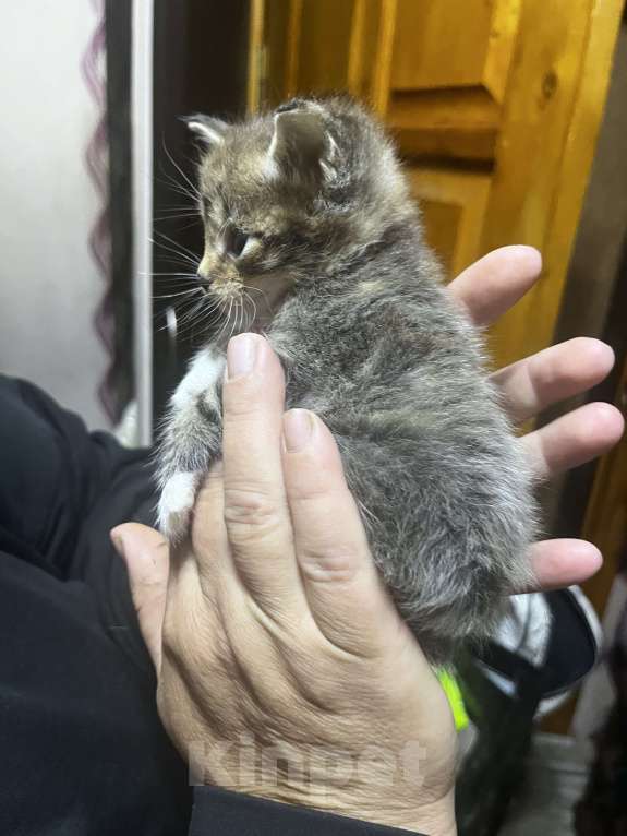 Кошки в Твери: Котята мейн-кун Девочка, 1 500 руб. - фото 1