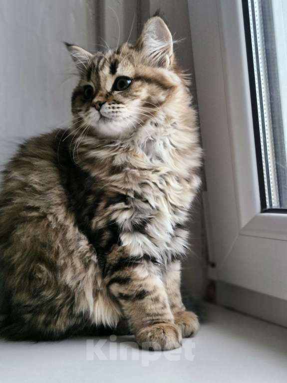 Кошки в Ростове-на-Дону: Шотландские вислоухие котята Девочка, 6 000 руб. - фото 2