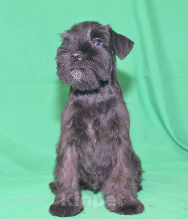 Собаки в Калуге: цвергшнауцер черного окраса Девочка, 60 000 руб. - фото 2
