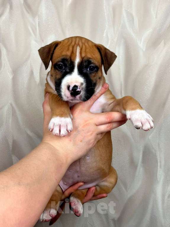 Собаки в Москве: Крутая девочка амстаффа  Девочка, 80 000 руб. - фото 3