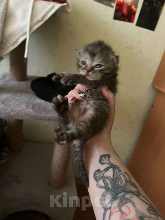 Кошки в других городах Башкортостана: Продаю котят Девочка, 1 000 руб. - фото 1