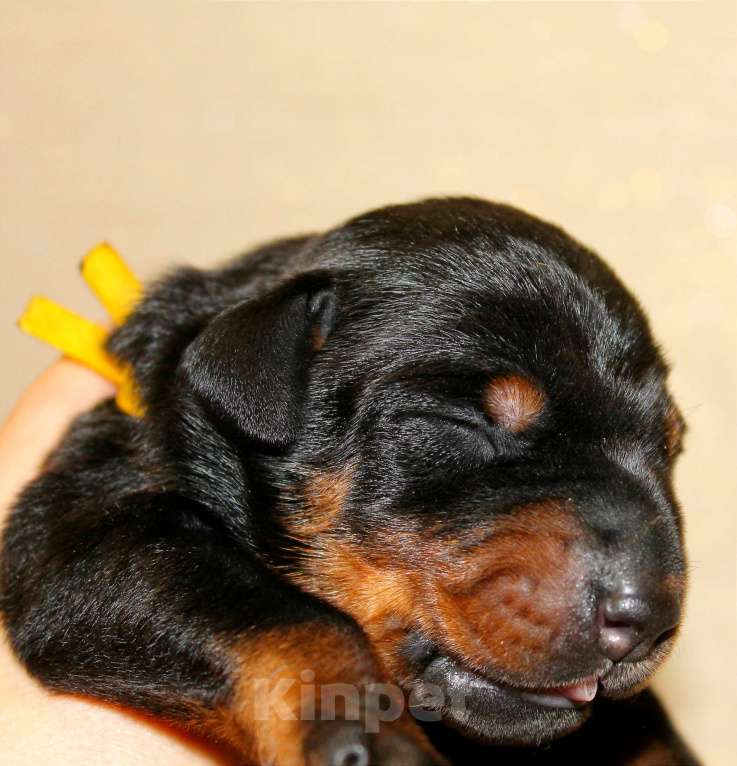 Собаки в Москве: Щенки добермана Разнополые, Бесплатно - фото 6