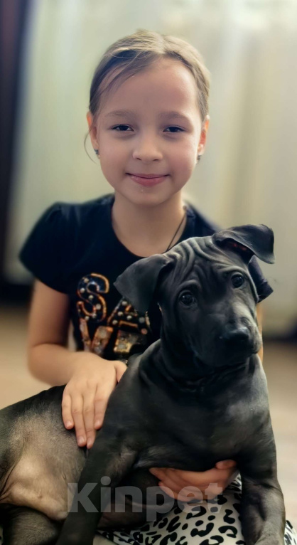 Собаки в Сургуте: Щенок Тайского риджбека Мальчик, Бесплатно - фото 2