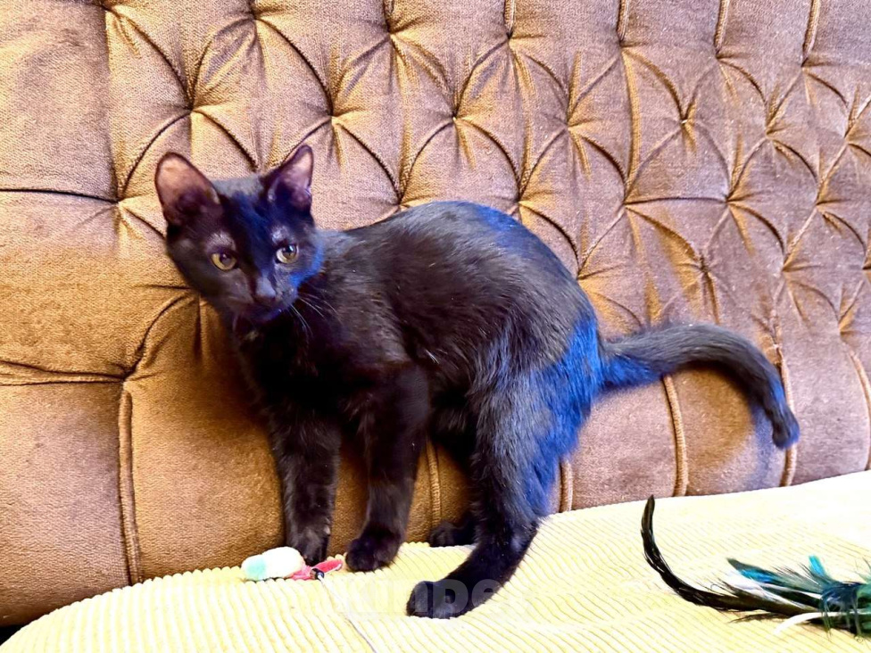 Кошки в Москве: Я очень жду мою маму Мальчик, Бесплатно - фото 4