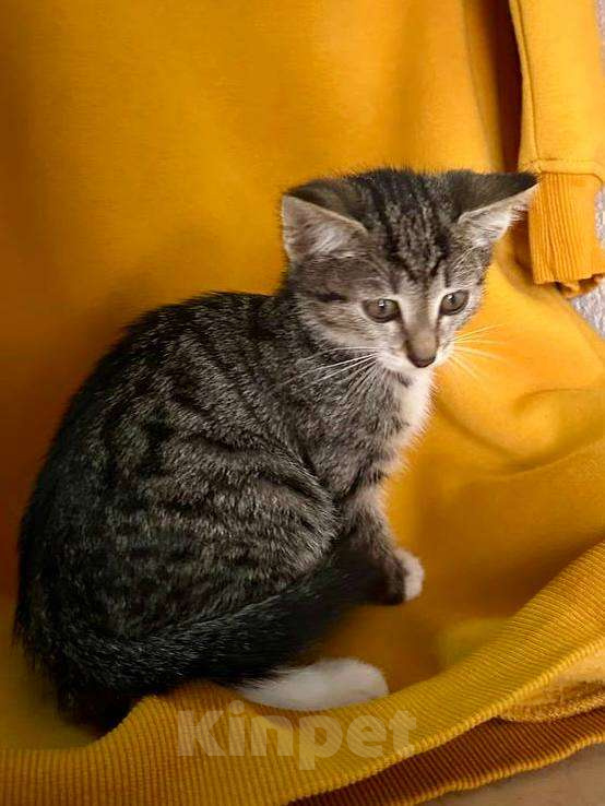 Кошки в Москве: Боевая девчонка Лиза ищет дом Девочка, Бесплатно - фото 2